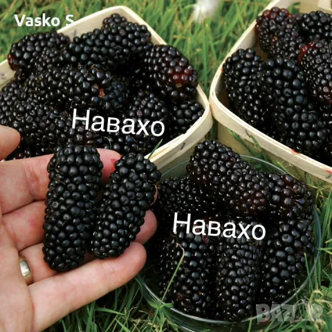 Разсад къпини 2026, снимка 3 - Разсади - 56524410