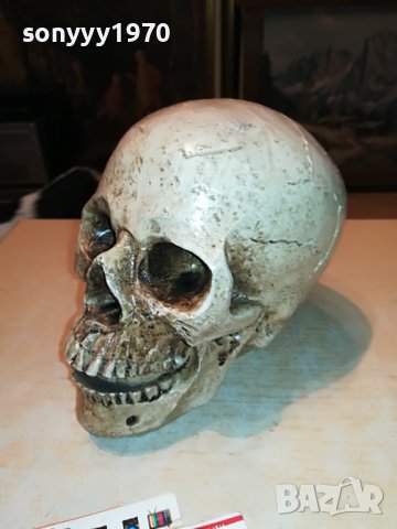 ЧЕРЕП ОТ ГЕРМАНИЯ 3112222029, снимка 8 - Антикварни и старинни предмети - 39152242