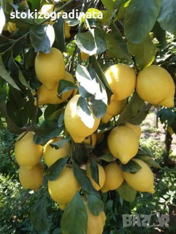   Лимон Лимонови дръвчета ,лимон дръвче цена, снимка 9 - Градински цветя и растения - 36625824