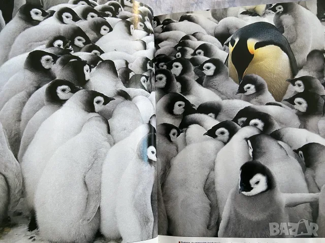 Специално колекционерско издание на списание National Geographic България – „100 най-добри снимки“, снимка 3 - Списания и комикси - 56052152