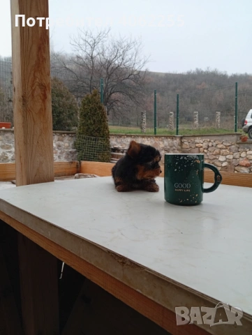 Мини йоркширски териери , снимка 3 - Йоркширски териер - 53237307