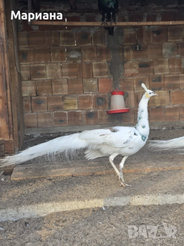 Продавам Пауни чифтове