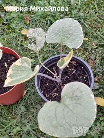 Различни видове градински растения, снимка 9 - Градински цветя и растения - 52291455