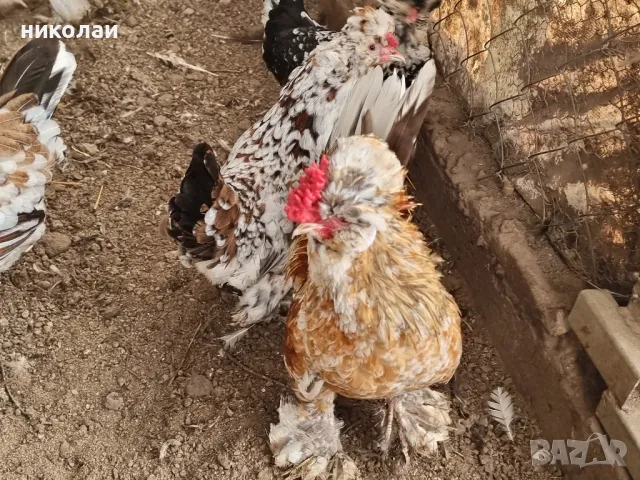 продавам яйца от бреговска джинка, снимка 16 - други­ - 49700485