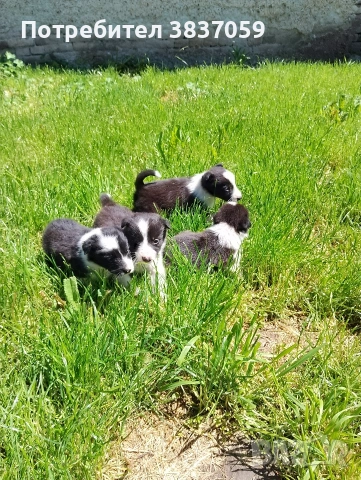 Продавам кученца бордер коли