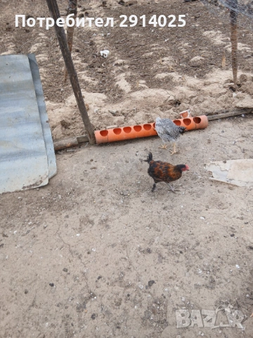 Петли, снимка 6 - Кокошки и пуйки - 53868969