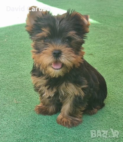 Йоркширски Териер Стандарт, снимка 1