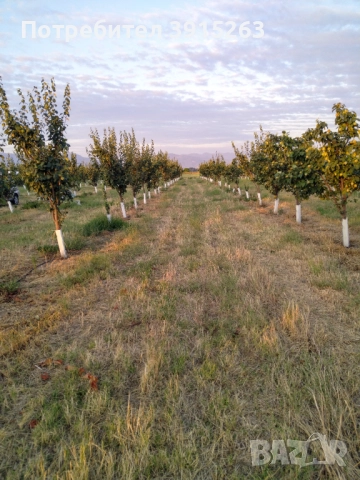 Продавам дюлева овощна градина в с. Цалапица, снимка 2 - Земеделска земя - 52833701