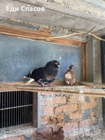 Продавам гълъби китайски чайки, снимка 1