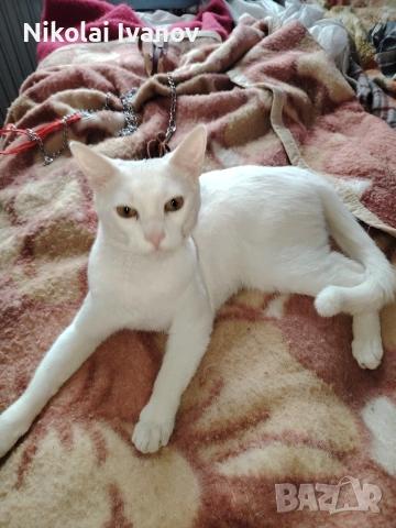Бяло мъжко коте на 9 месеца 