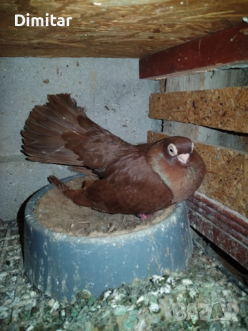 Работеща двойка, снимка 3 - Гълъби - 52793754