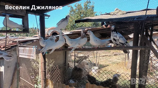 въртящи  гълаби, снимка 6 - Гълъби - 55791043