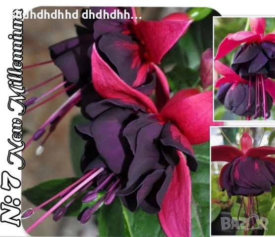 Фуксия многодишна Каскадна 