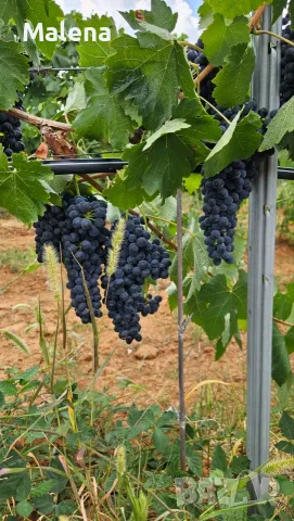 Продавам грозде Сира и Каберне Фран, снимка 3 - Домашни продукти - 55908657