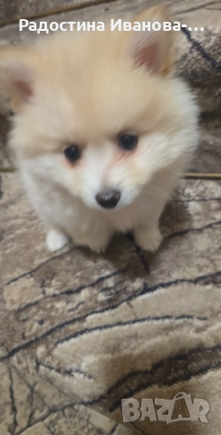 Померан-шпиц, снимка 5 - Померан - 54270376