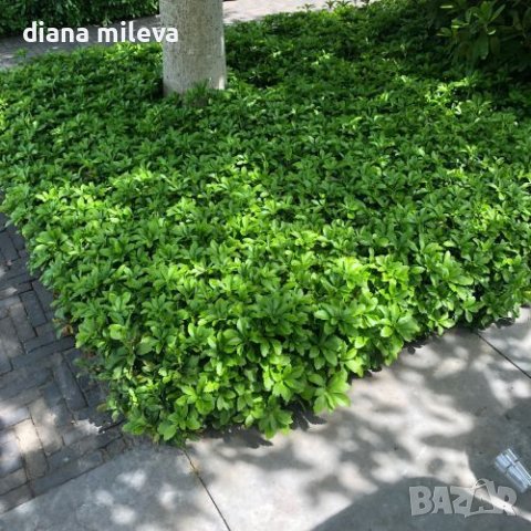 Пахисандра,„Pachysandra terminalis“, студоустойчива, снимка 1