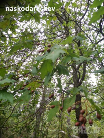Брекина (Sorbus terminalic) плодно медоносно дърво, снимка 6 - Градински цветя и растения - 30347880