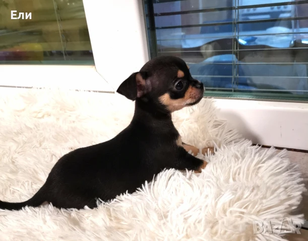 Чихуата (мъжки и женски) , снимка 1