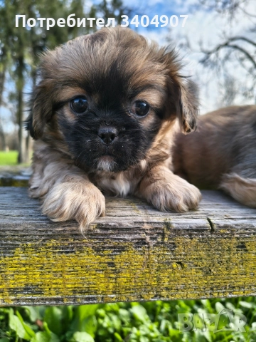 бебета Пекинез , снимка 2 - Пекинез - 52708687