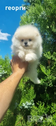 померан померанче, снимка 5 - Померан - 51192687
