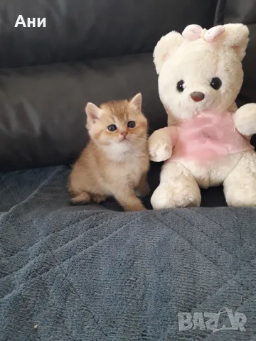 Топ Цена.Уникални Котенца Златна Чинчила