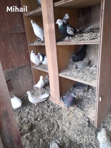 Продавам гълъби, снимка 3 - Гълъби - 38794043