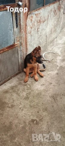 Немска Овчарка, снимка 1