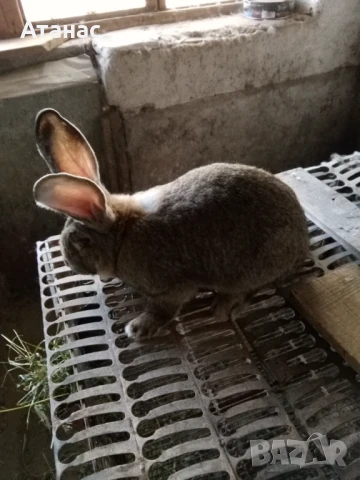 Продавам заек, снимка 3 - Други - 50477201