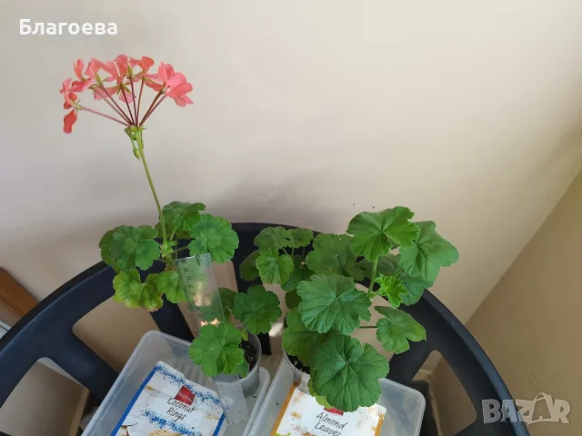 Мушкато оранжево стар сорт, снимка 2 - Стайни растения - 55841637