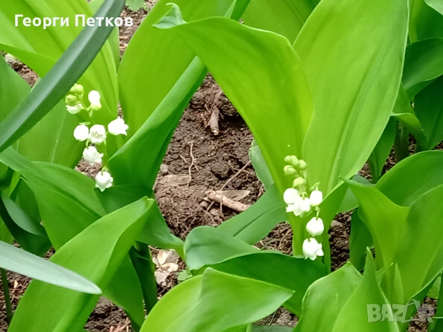 Момина сълза - 5 €./10 коренчета., снимка 4 - Градински цветя и растения - 54149673