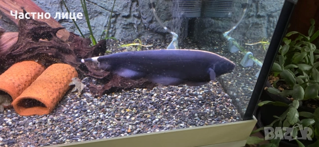 Продавам риба нож 2 бр.