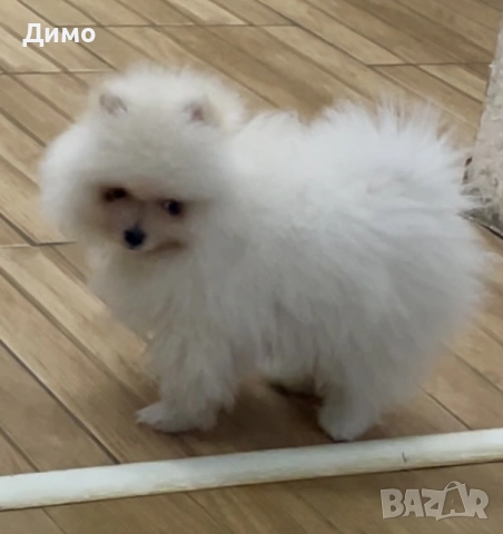 Померан, снимка 7 - Померан - 53821484