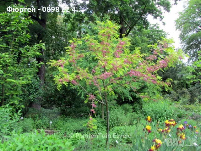 Акация - Налични 2 вида , снимка 12 - Разсади - 43201687