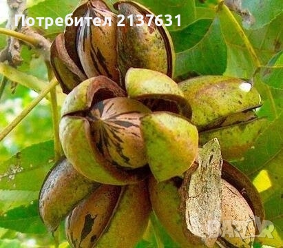 ДРЪВЧЕТА  ОРЕХ ПЕКАН  , ПРАСКОВА сорт ХАЛЕ и КАЙСИЯ едра сорт ФАРБАЛИ и СИЛИСТРЕНСКА КОМПОТНА , снимка 10 - Градински цветя и растения - 49554979