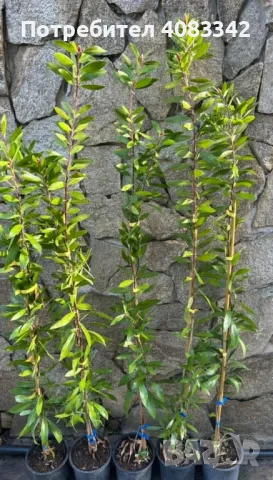 Калистемон червен, снимка 2 - Градински цветя и растения - 49787544