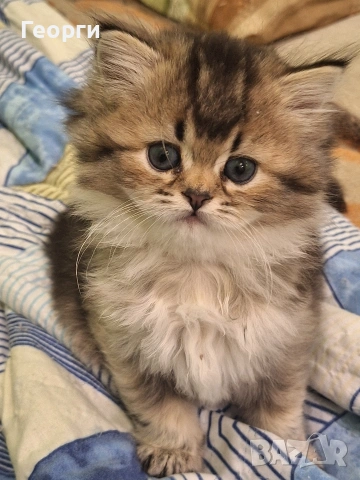 Британски късокосмести