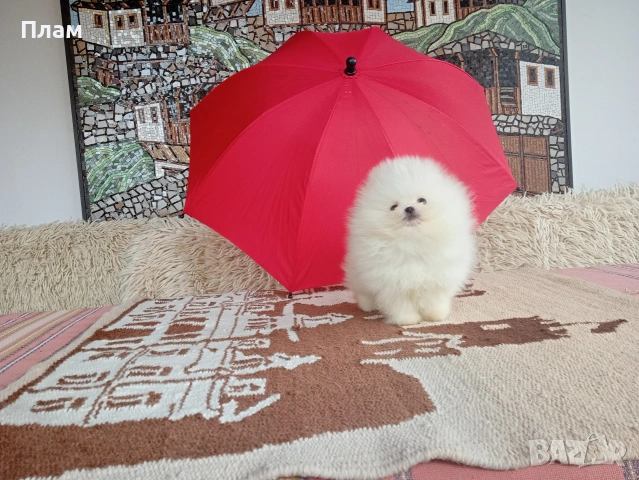 Бели мини Померани. Реални снимки от 04.04.26 г., снимка 4 - Померан - 54058437