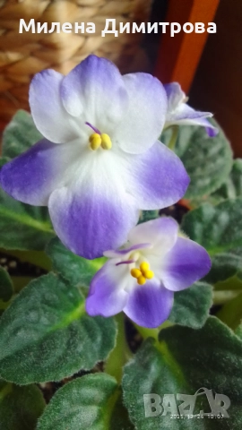 Сентполия - Африканска теменужка , снимка 4 - Стайни растения - 51164051