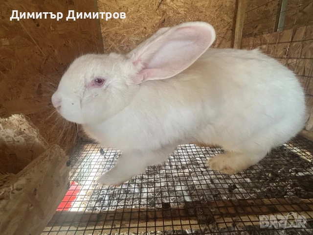 Зайци за месо и разплод