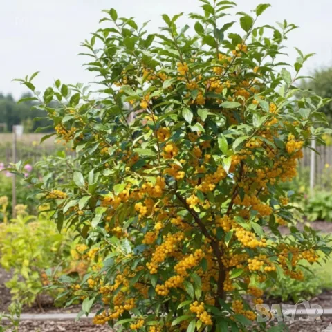 Есенна сладка Маслина (жълта)