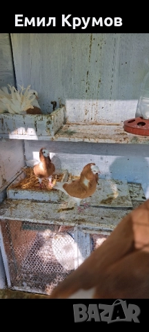 Продавам гълъби, снимка 3 - Гълъби - 51321719