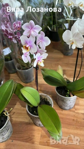 Различни видове цветя, снимка 5 - Стайни растения - 53273122