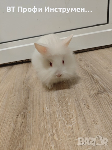 Декоративно зайче Лъвска глава Мини зайче