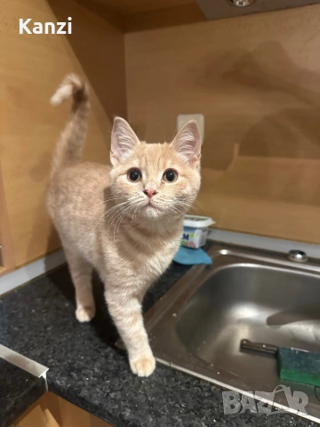 Британски Коте British