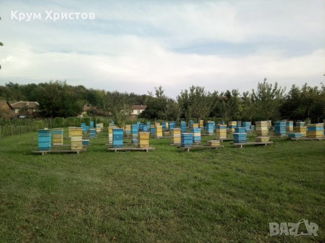 Български полифлорен пчелен мед 2023 -опаковки ~1кг. и ~25кг. (полски букет-слънчоглед), снимка 6 - Други - 29594647