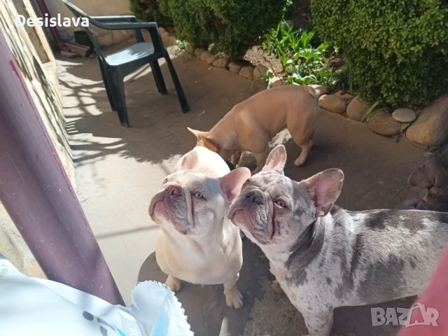 Френски булдози , снимка 4 - Френски булдог - 50981628