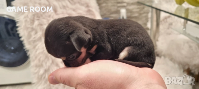 Супер мини Пинчер Чихуахуа Пинчерче пинчери пинчерчета кученце 