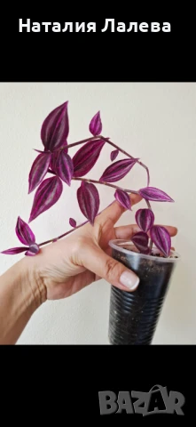 Традесканция, tradescantia Pink paradise