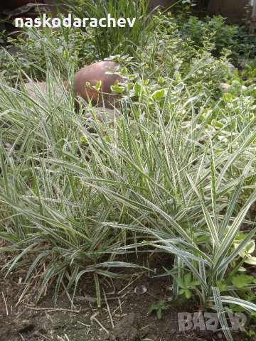 Декоративна пъстра трева Фаларис (Phalaris picta) за Вашата красива градина, снимка 2 - Градински цветя и растения - 29201960
