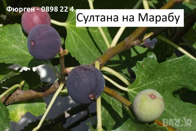  Смокиня  / Разсад Студоустойчиви - Налични 8 сорта, снимка 7 - Разсади - 34044411